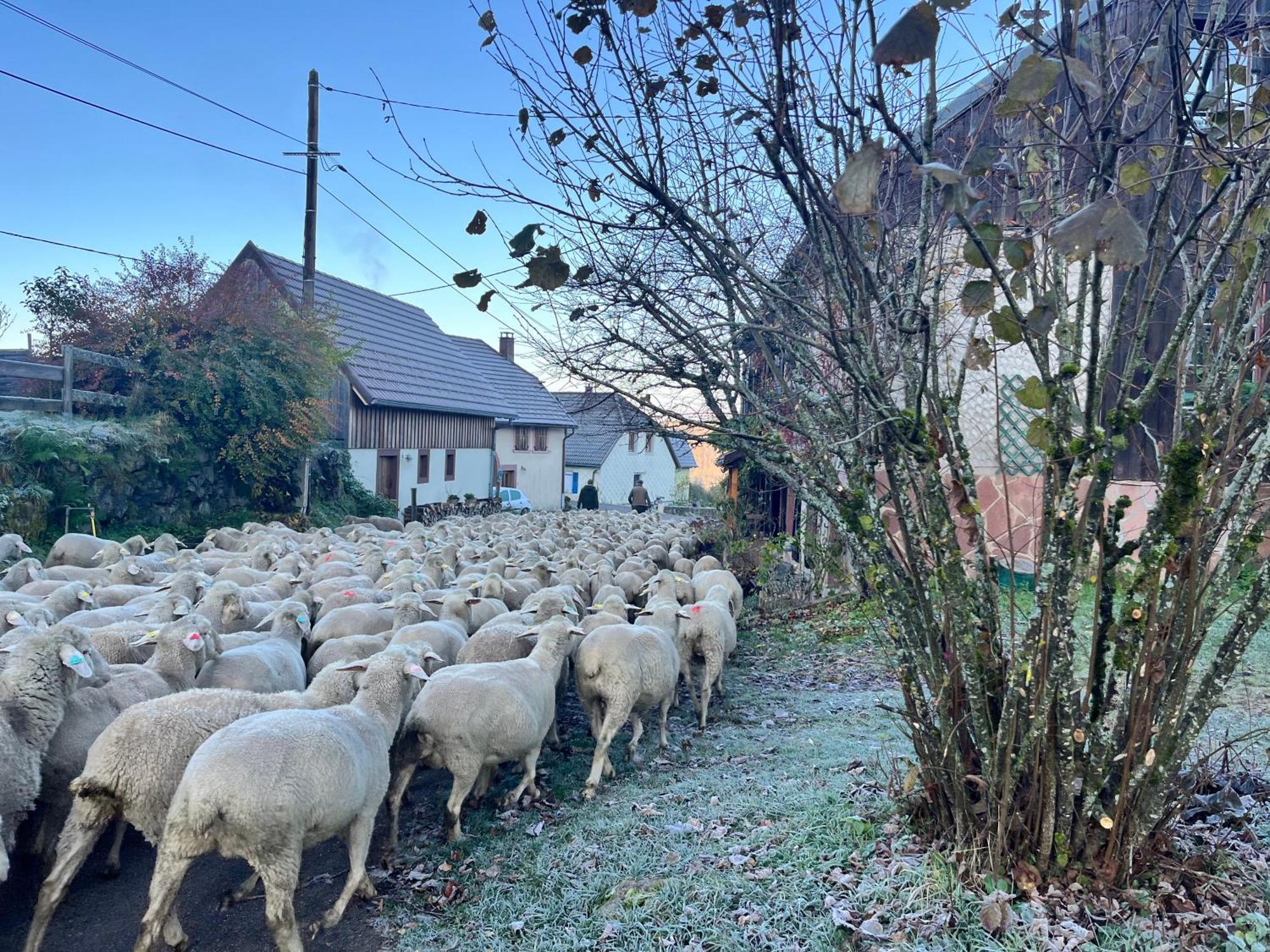 Bellefosse Maison Independante De Montagne En Alsace מראה חיצוני תמונה